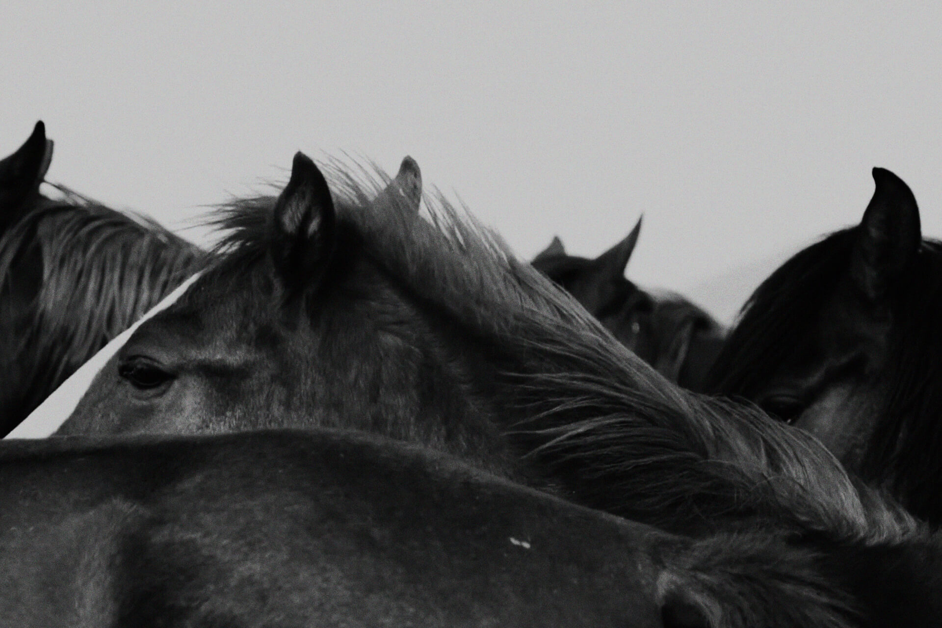 Playlist. 2026 Year of the horse