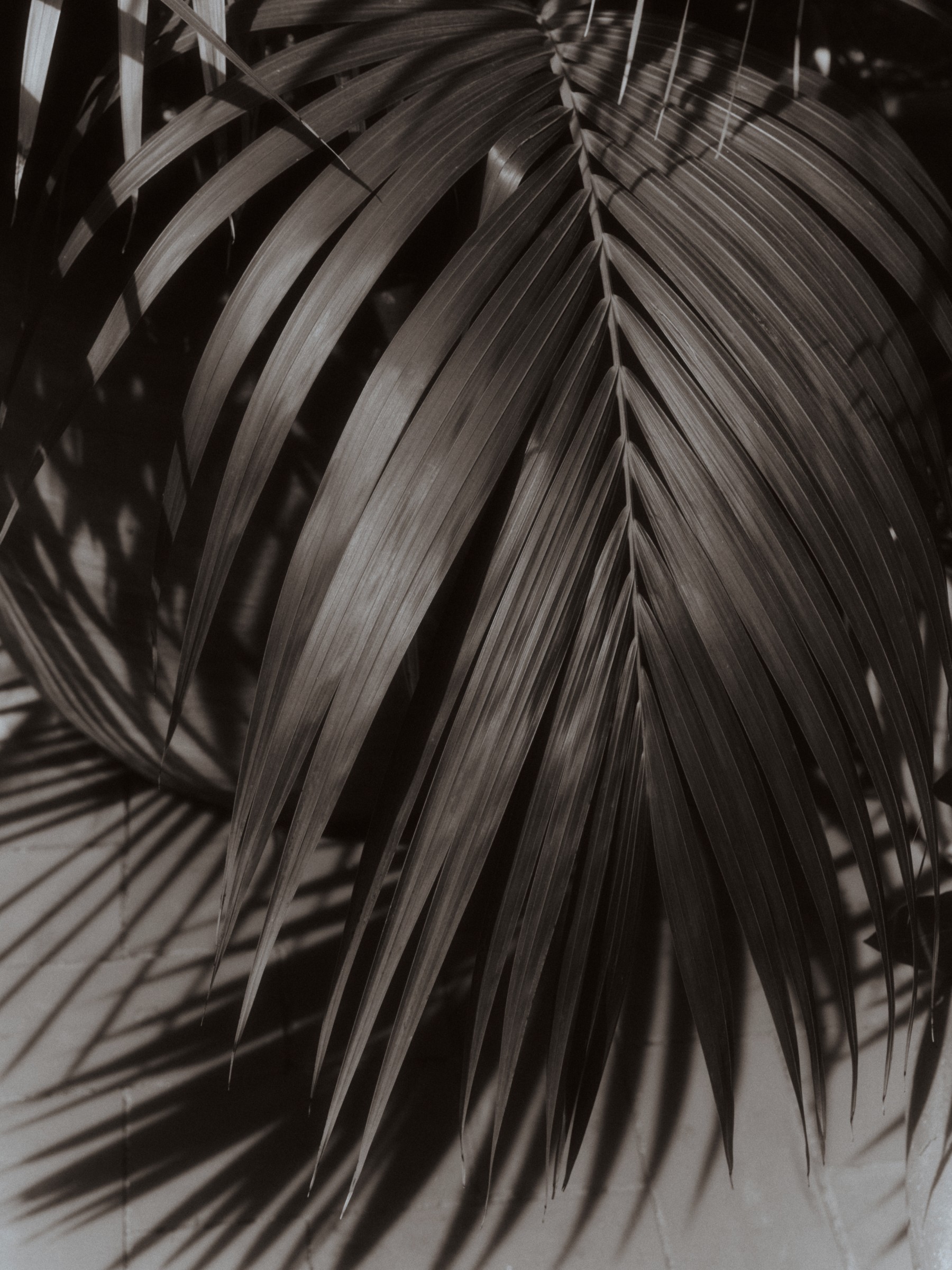 Palm leaf with a play of light and shadow — Massimo Dutti