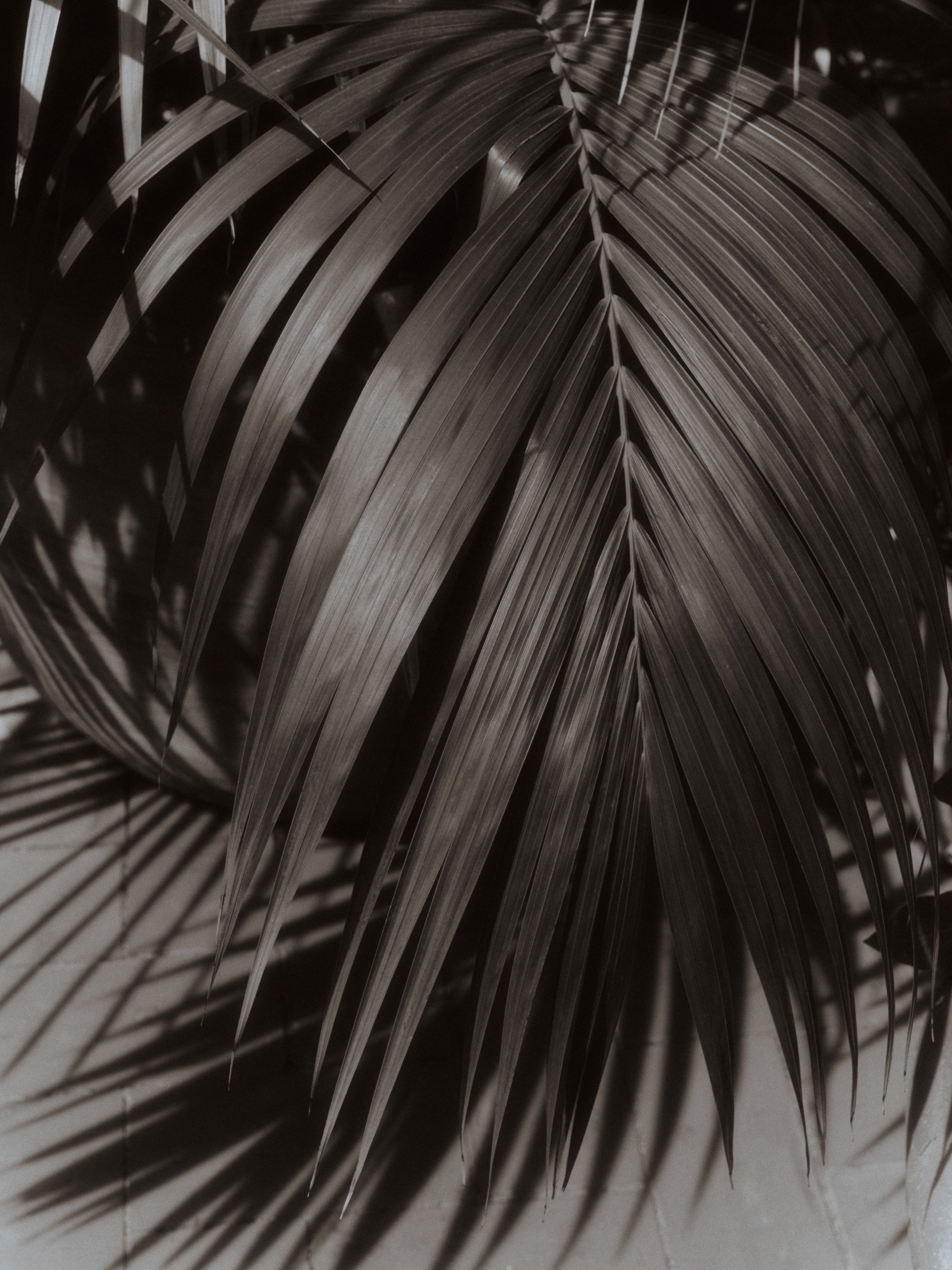 Hoja de palmera con juego de luces y sombras — Massimo Dutti