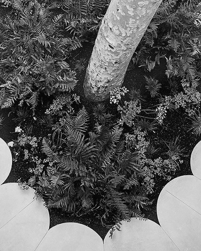 Tree trunk among ferns on stone paving, in black and white — Massimo Dutti Barcelona