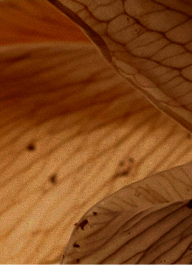 Macro texture of a dried leaf in amber tones — Massimo Dutti
