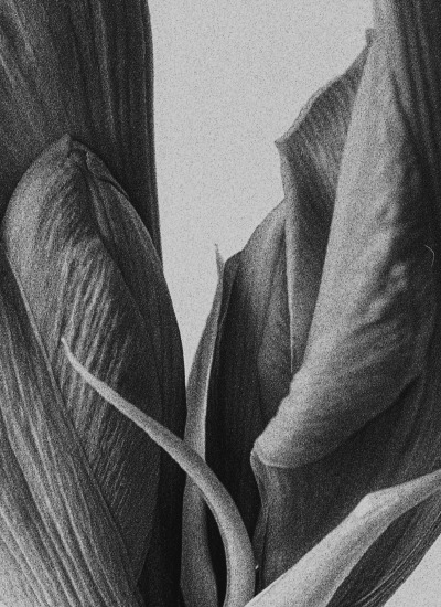 Macro of petals in black and white — Massimo Dutti