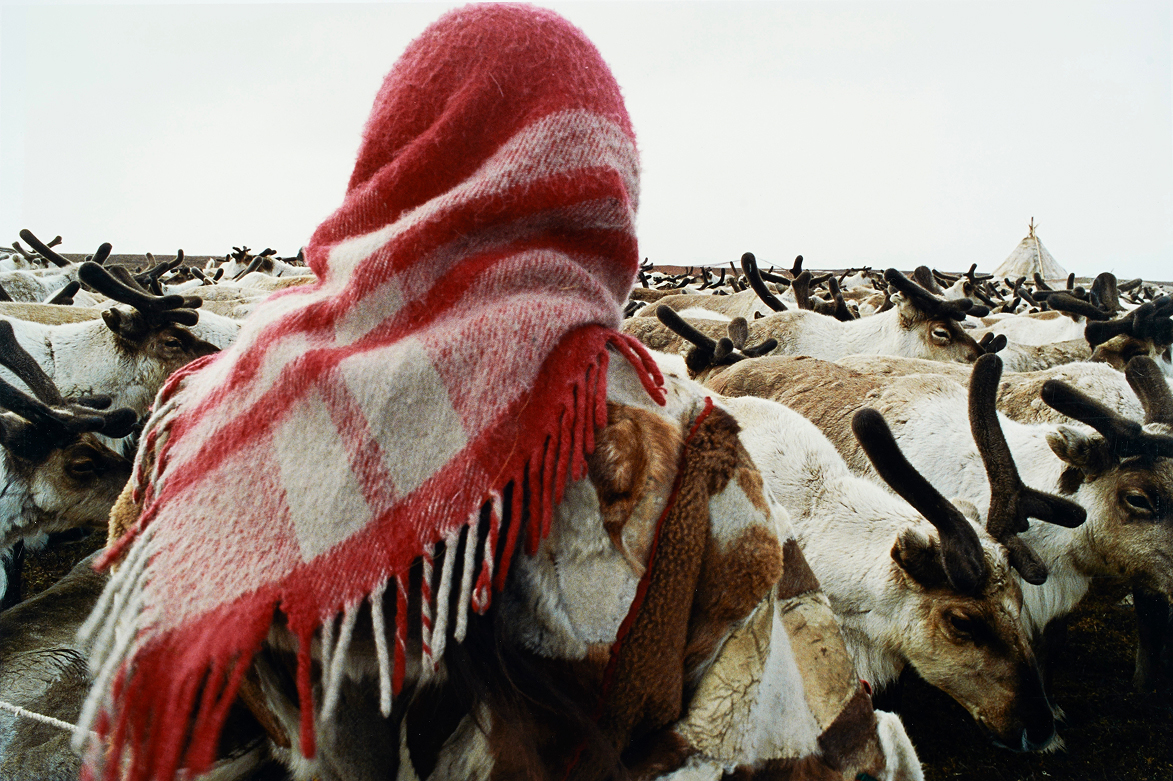Nenets herder with a reindeer herd in Siberia, photograph by Françoise Huguier — Massimo Dutti