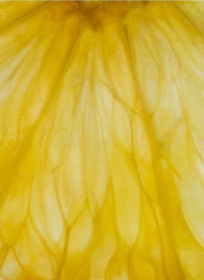 Macro texture of a yellow petal — Massimo Dutti