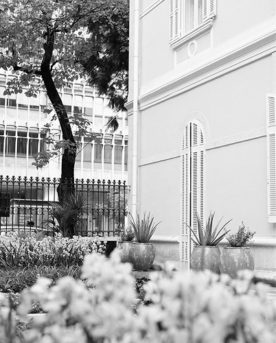Tree and Neoclassical façade in black and white — Massimo Dutti Lisbon