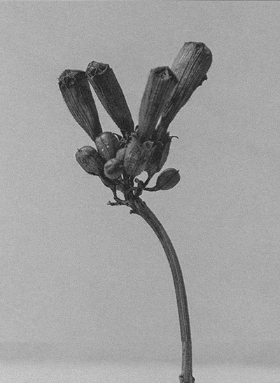 Stem with dried flowers in black and white — Massimo Dutti