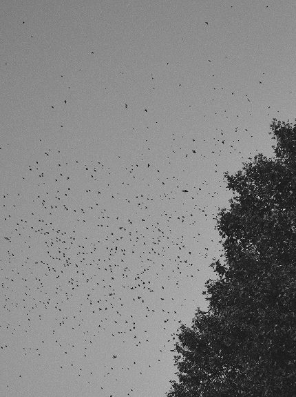 Flock of birds beside the crown of a tree, in black and white — Arles