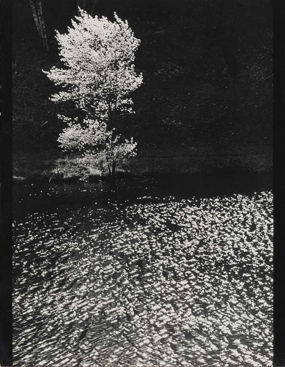 The Shadblow Tree, blossoming tree above water, photograph by Edward Steichen — Massimo Dutti