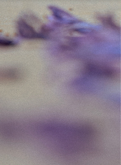 Blurred violet flowers in a field of light — Massimo Dutti