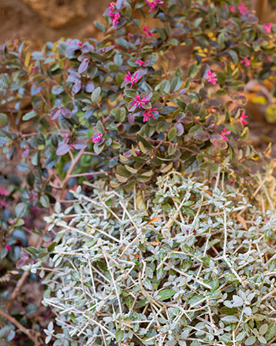 Macro detail of pink flowers and silver foliage — Massimo Dutti Madrid