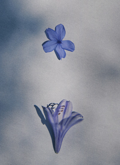 Two blue-violet flowers against a grey background — Massimo Dutti