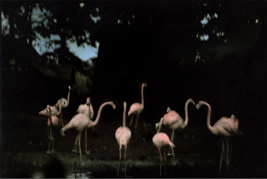 Flamingo Fandango (Painted), work by Ming Smith — Massimo Dutti