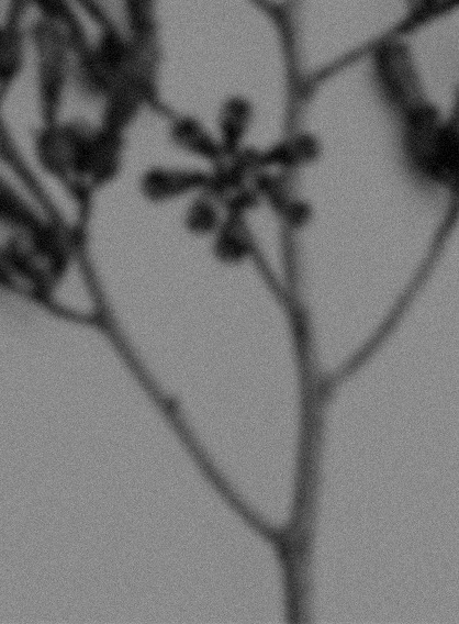 Branch with buds in black and white — Massimo Dutti