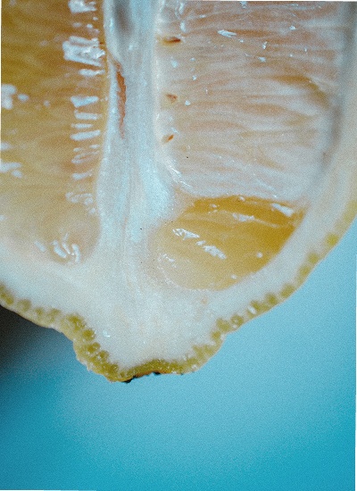 Macro texture of a citrus segment underwater, turquoise tones — Massimo Dutti