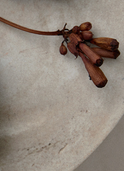 Dried buds on a pale marble surface — Massimo Dutti