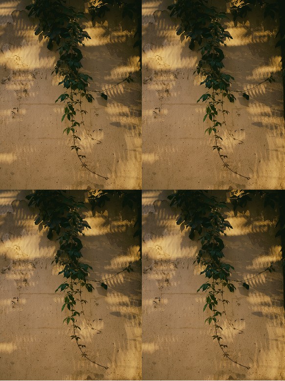 Four shots of ivy on an ochre wall — Arles