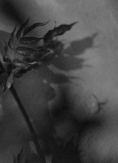 Shadow of a flower against a pale background, in black and white — Massimo Dutti