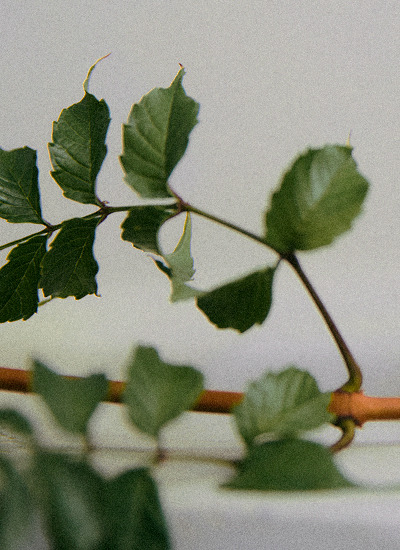 Branch with green leaves against a pale background — Massimo Dutti