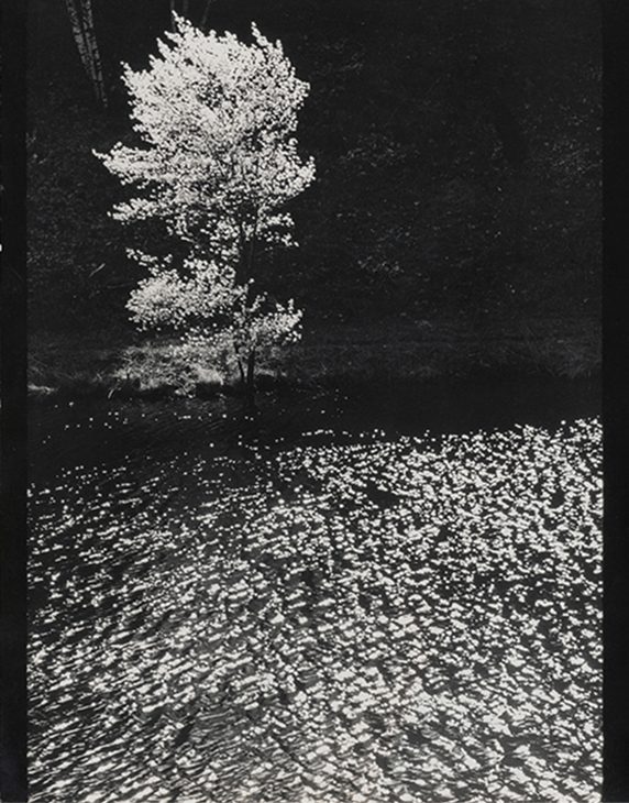 Edward Steichen, The Shadblow Tree, Umpawaug Farm, Connecticut, 1960