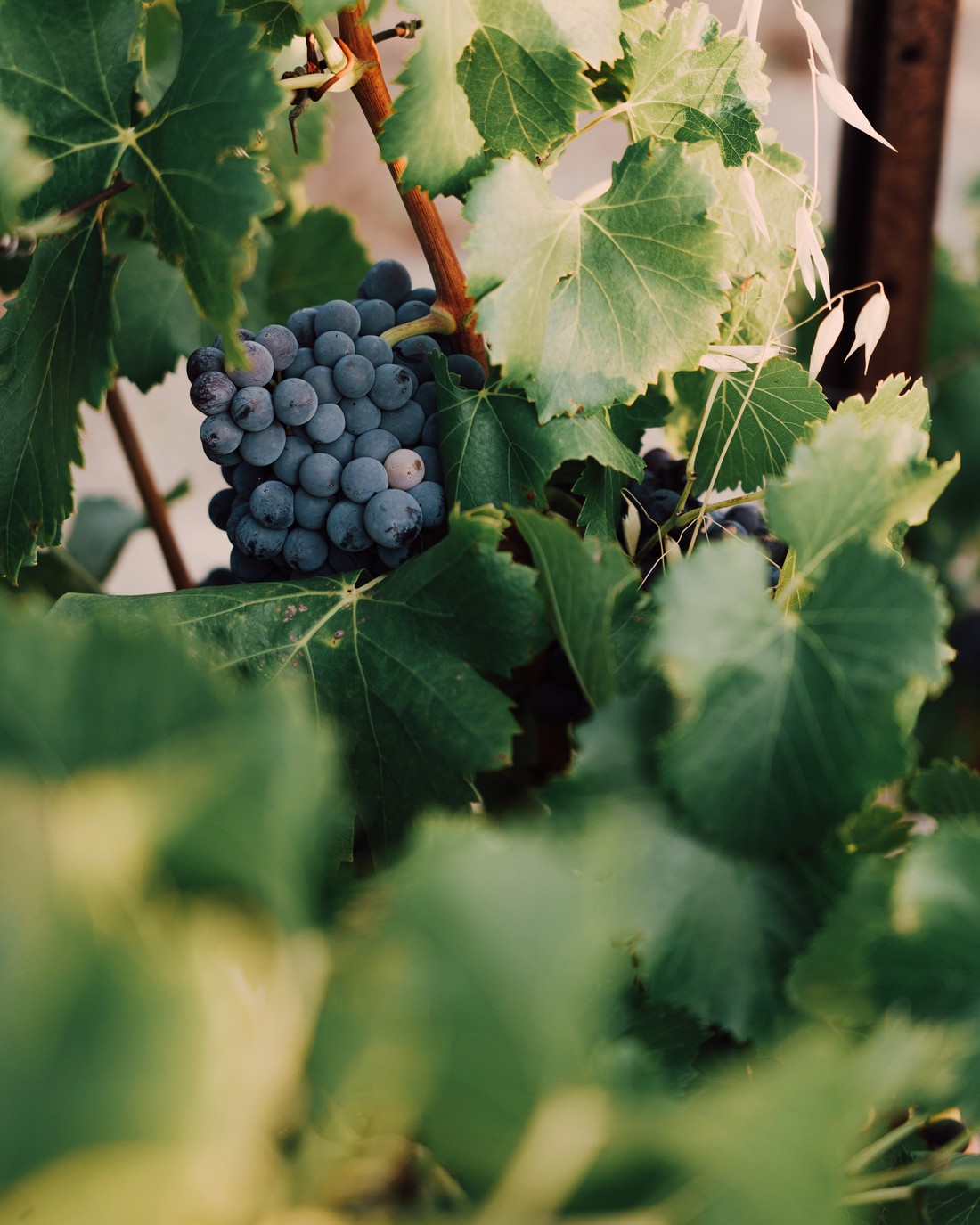 Bunch of grapes among vine leaves — Massimo Dutti Fall Treasures