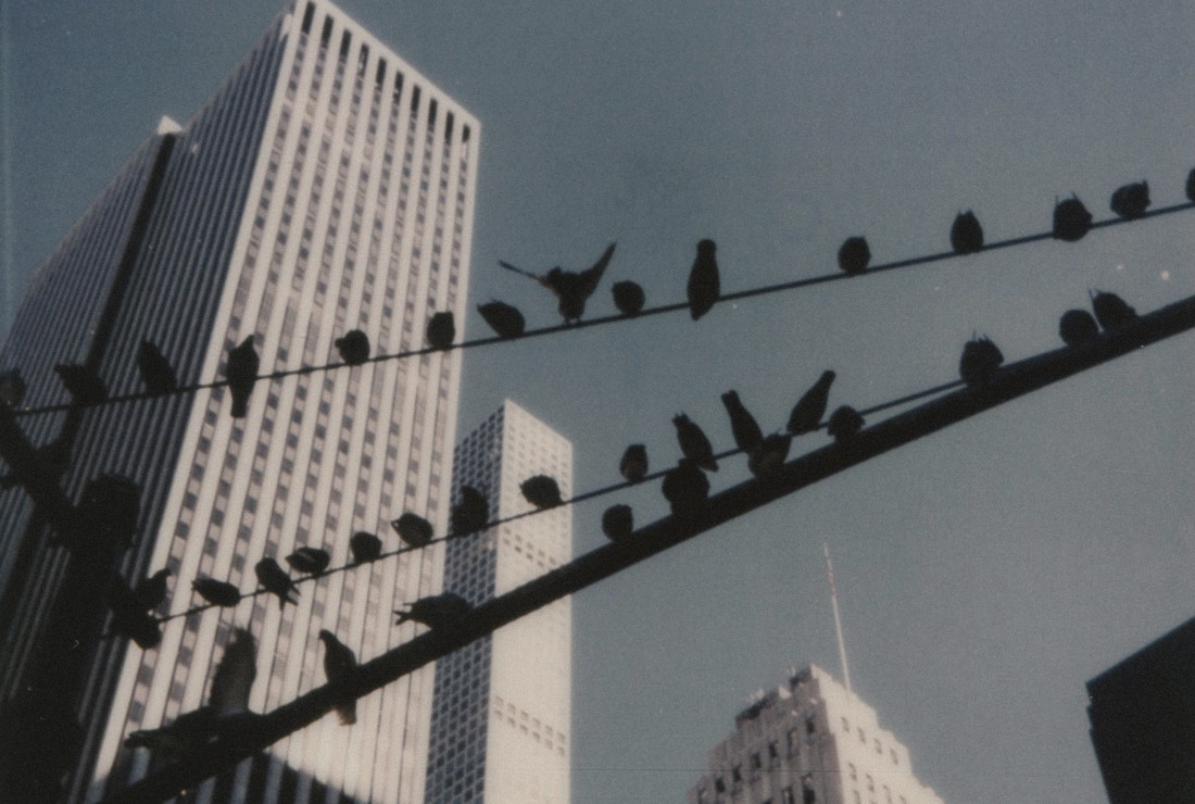 Birds on a wire with the Manhattan skyscrapers behind — Massimo Dutti NY Fashion Week